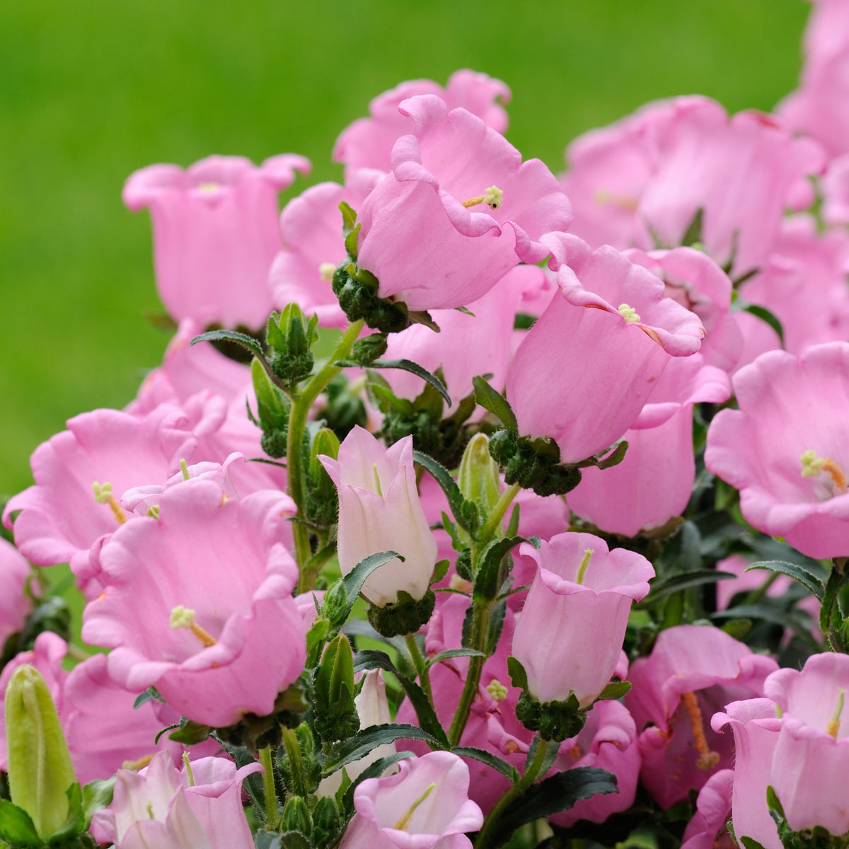 20s| Campanula Medium Champion Pink Seeds- Canterbury Bells – Heirloom, Non-GMO, Easy to Grow Perennial, Perfect for Borders, Rock Gardens, Cottage Gardens, and Pollinator-Friendly Landscapes#8060a
