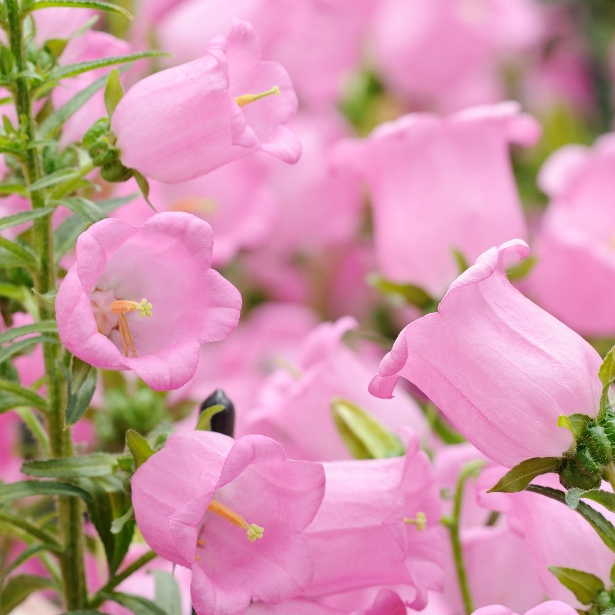 20s| Campanula Medium Champion Pink Seeds- Canterbury Bells – Heirloom, Non-GMO, Easy to Grow Perennial, Perfect for Borders, Rock Gardens, Cottage Gardens, and Pollinator-Friendly Landscapes#8060a