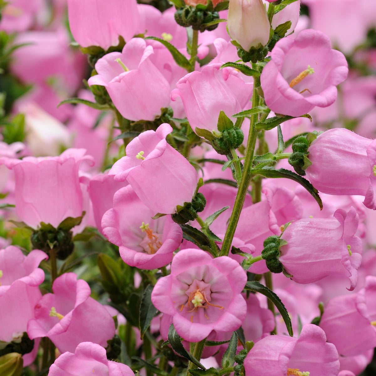 Campanula Medium Champion Pink Seeds - Canterbury Bells, 20 seeds