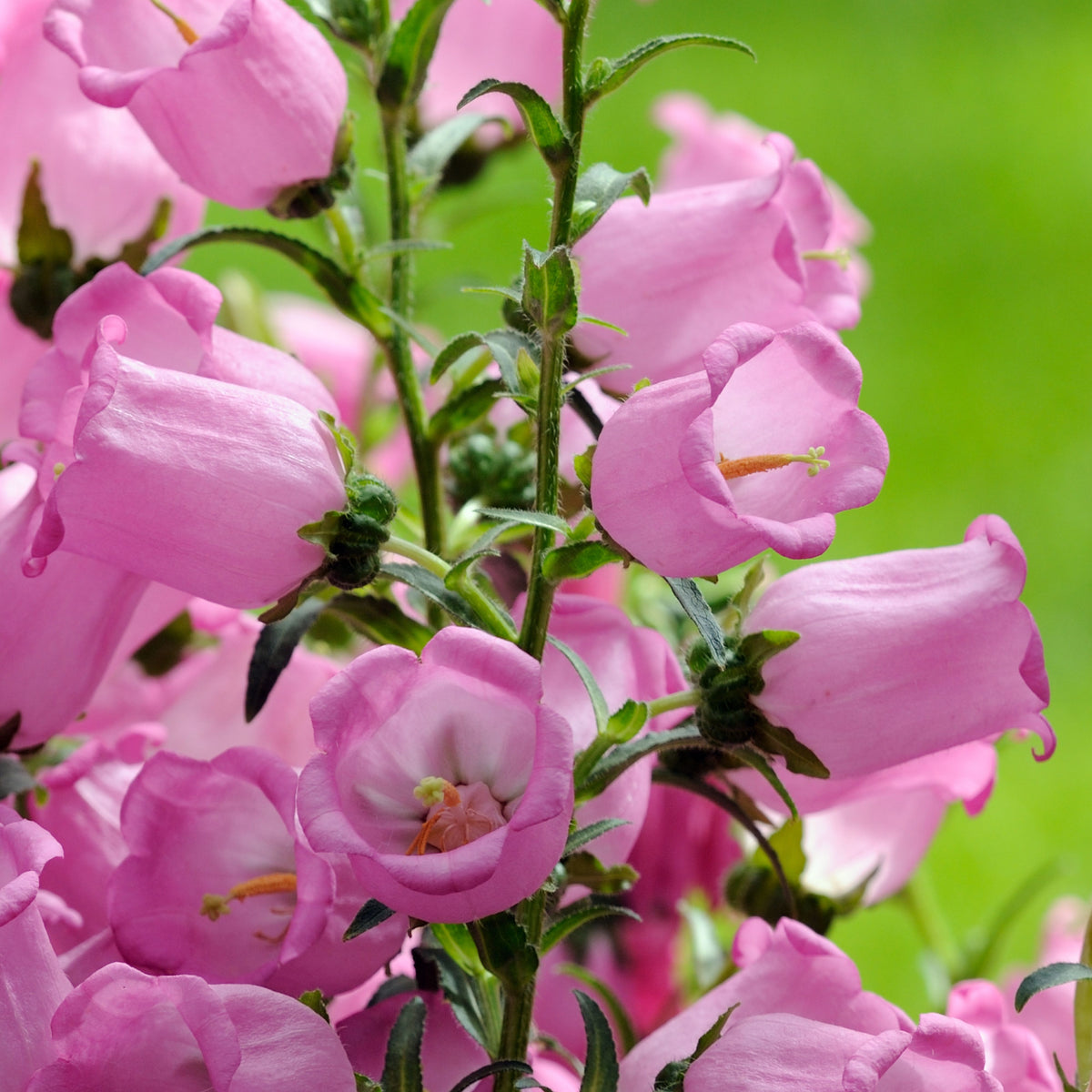 20s| Campanula Medium Champion Pink Seeds- Canterbury Bells – Heirloom, Non-GMO, Easy to Grow Perennial, Perfect for Borders, Rock Gardens, Cottage Gardens, and Pollinator-Friendly Landscapes#8060a