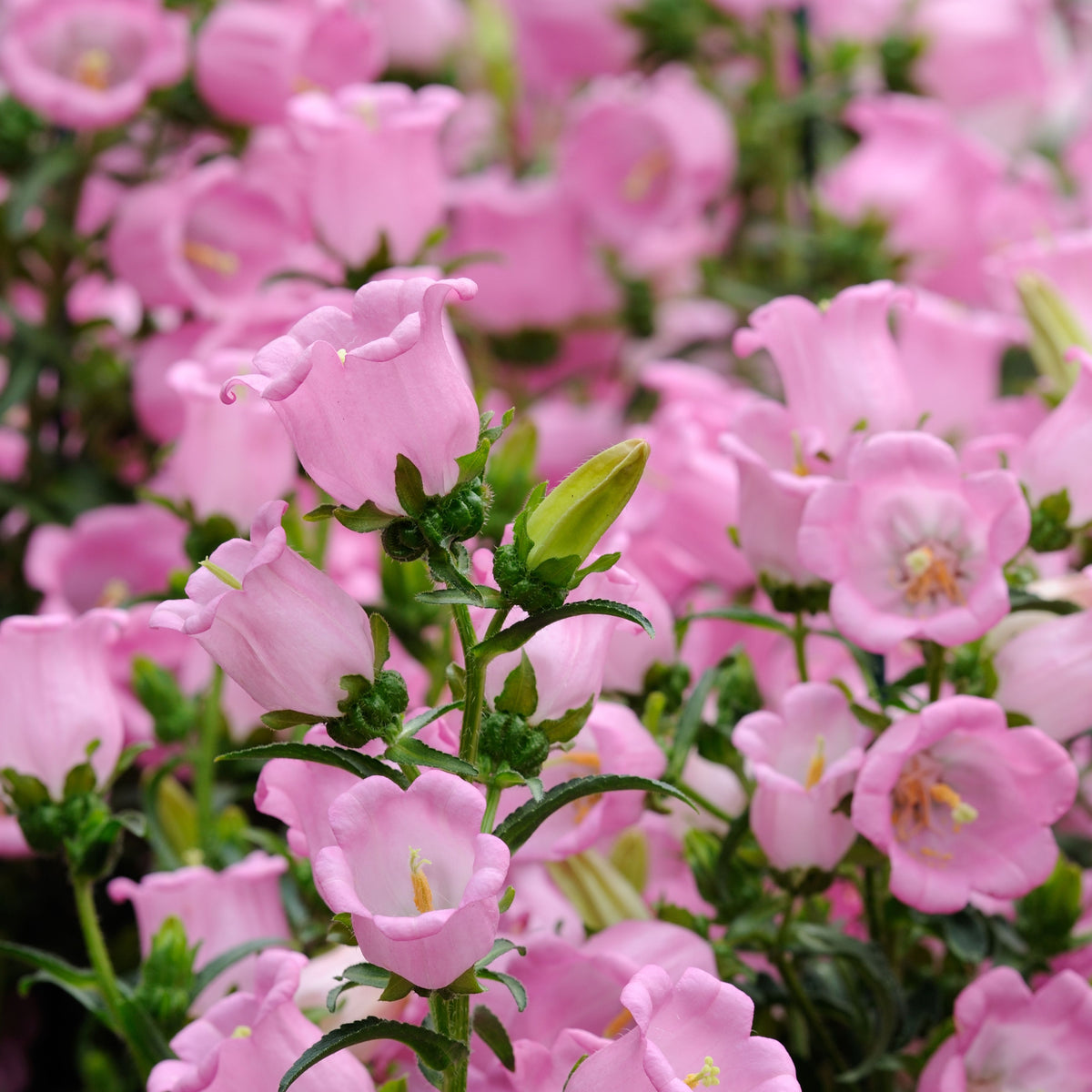 Campanula Medium Champion Pink Seeds - Canterbury Bells, 20 seeds