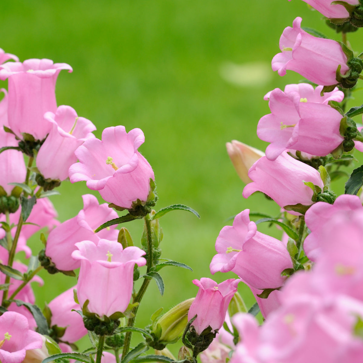 20s| Campanula Medium Champion Pink Seeds- Canterbury Bells – Heirloom, Non-GMO, Easy to Grow Perennial, Perfect for Borders, Rock Gardens, Cottage Gardens, and Pollinator-Friendly Landscapes#8060a