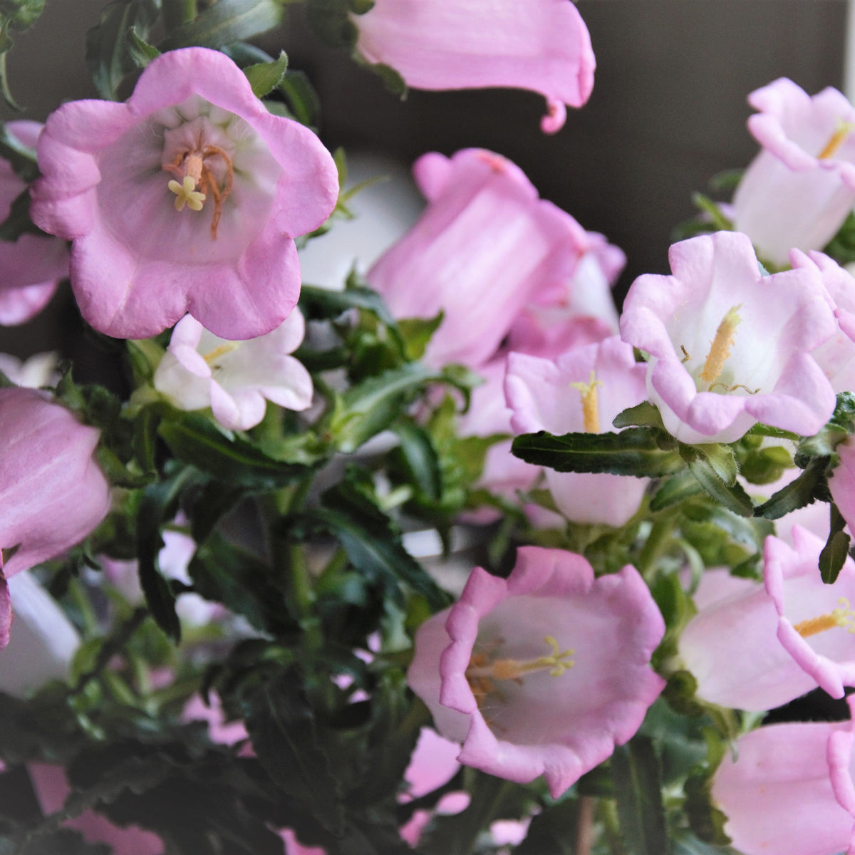 20s| Campanula Medium Champion Pink Seeds- Canterbury Bells – Heirloom, Non-GMO, Easy to Grow Perennial, Perfect for Borders, Rock Gardens, Cottage Gardens, and Pollinator-Friendly Landscapes#8060a
