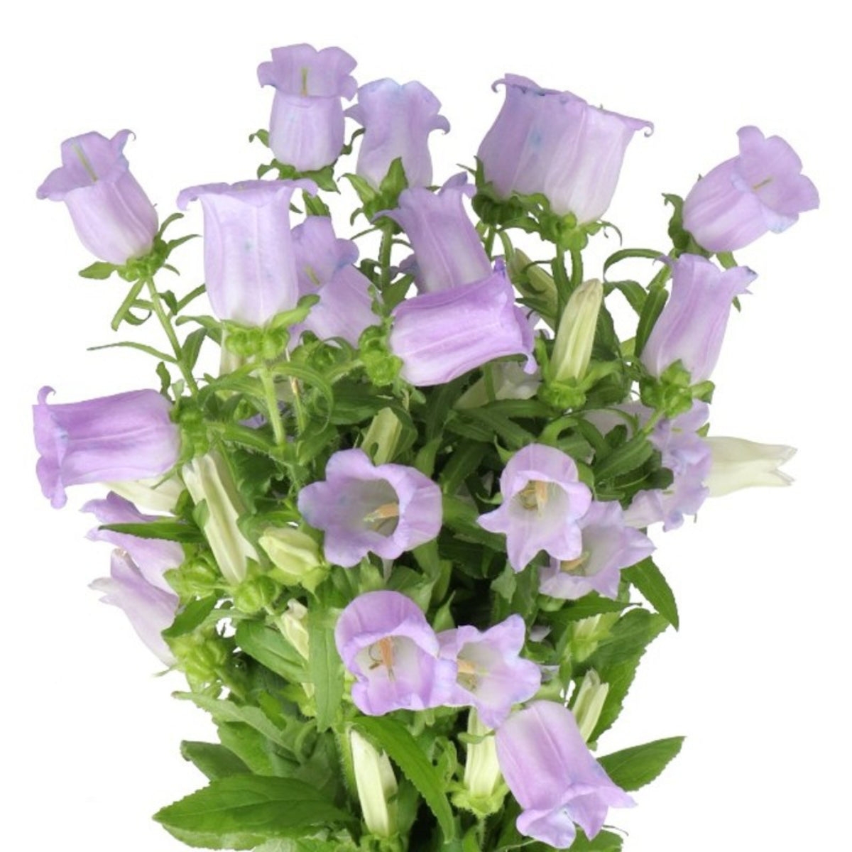 20s| Campanula Medium Champion Lavender Seeds – Heirloom, Non-GMO, Easy to Grow Perennial, Perfect for Borders, Rock Gardens, Cottage Gardens, and Pollinator-Friendly Landscapes#8060b