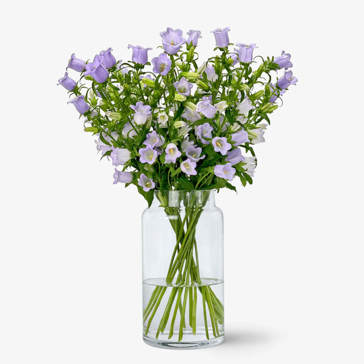 20s| Campanula Medium Champion Lavender Seeds – Heirloom, Non-GMO, Easy to Grow Perennial, Perfect for Borders, Rock Gardens, Cottage Gardens, and Pollinator-Friendly Landscapes#8060b
