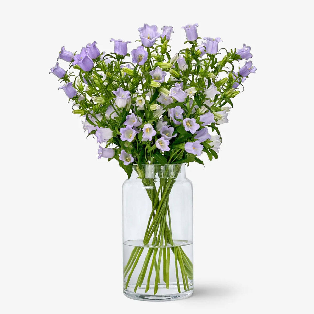 Campanula Medium Champion Lavender-8060B Seeds, 20 seeds