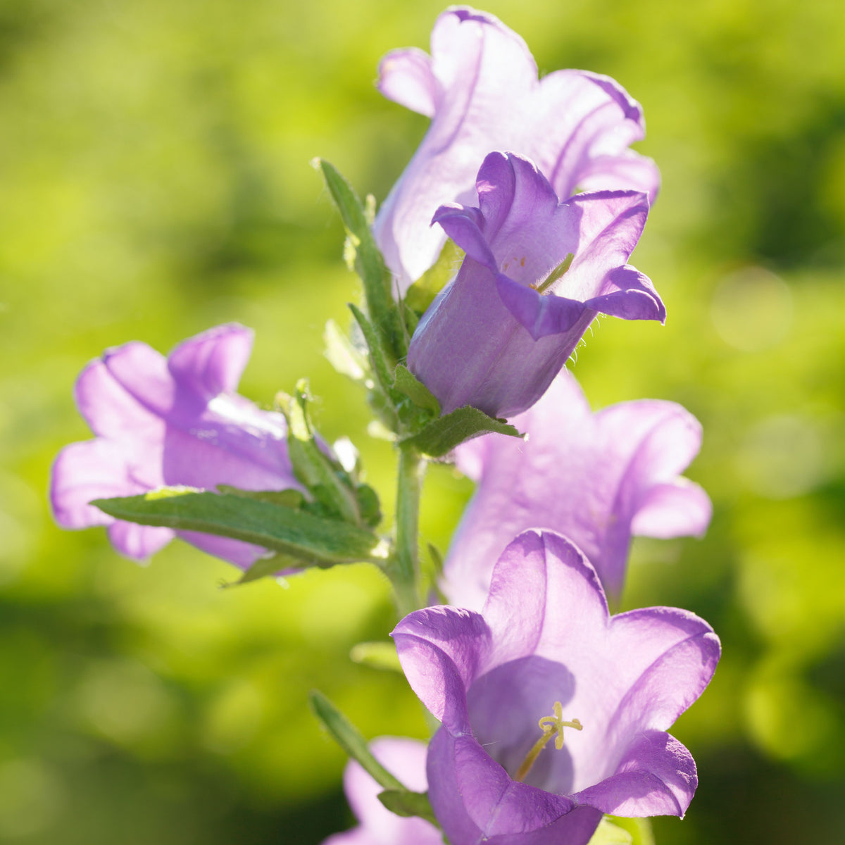 20s| Campanula Medium Champion Lavender Seeds – Heirloom, Non-GMO, Easy to Grow Perennial, Perfect for Borders, Rock Gardens, Cottage Gardens, and Pollinator-Friendly Landscapes#8060b