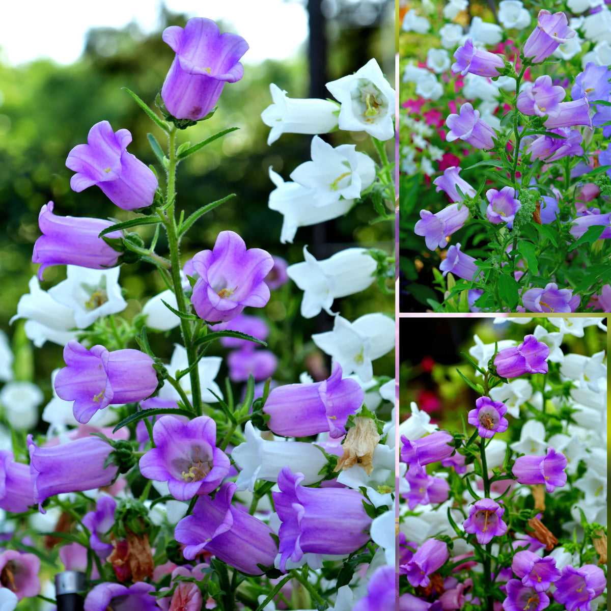 20s| Campanula Medium Champion Lavender Seeds – Heirloom, Non-GMO, Easy to Grow Perennial, Perfect for Borders, Rock Gardens, Cottage Gardens, and Pollinator-Friendly Landscapes#8060b