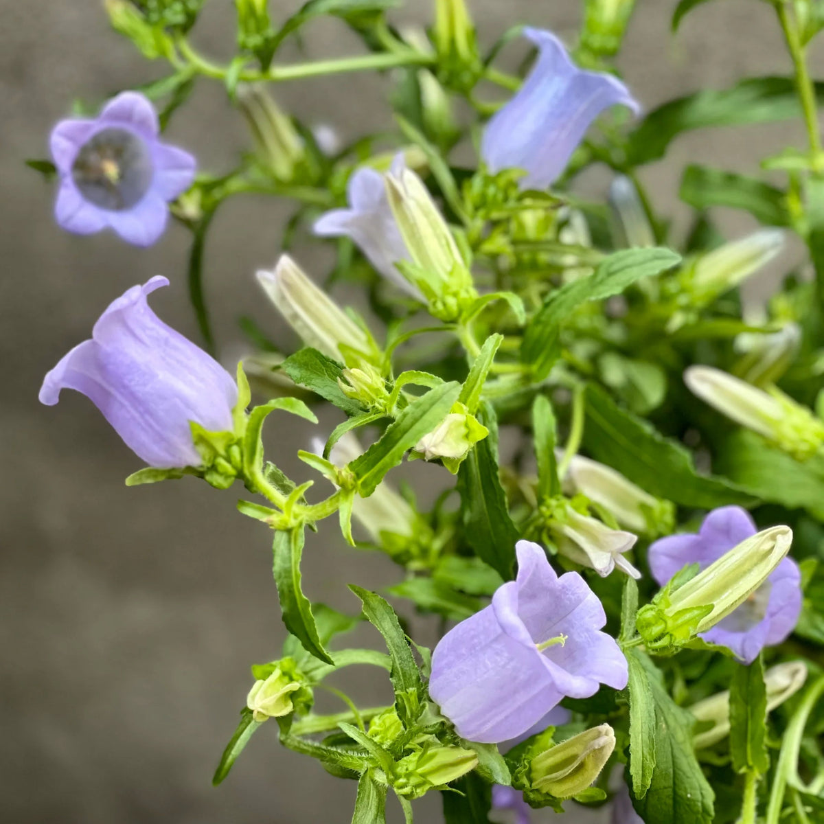 20s| Campanula Medium Champion Lavender Seeds – Heirloom, Non-GMO, Easy to Grow Perennial, Perfect for Borders, Rock Gardens, Cottage Gardens, and Pollinator-Friendly Landscapes#8060b
