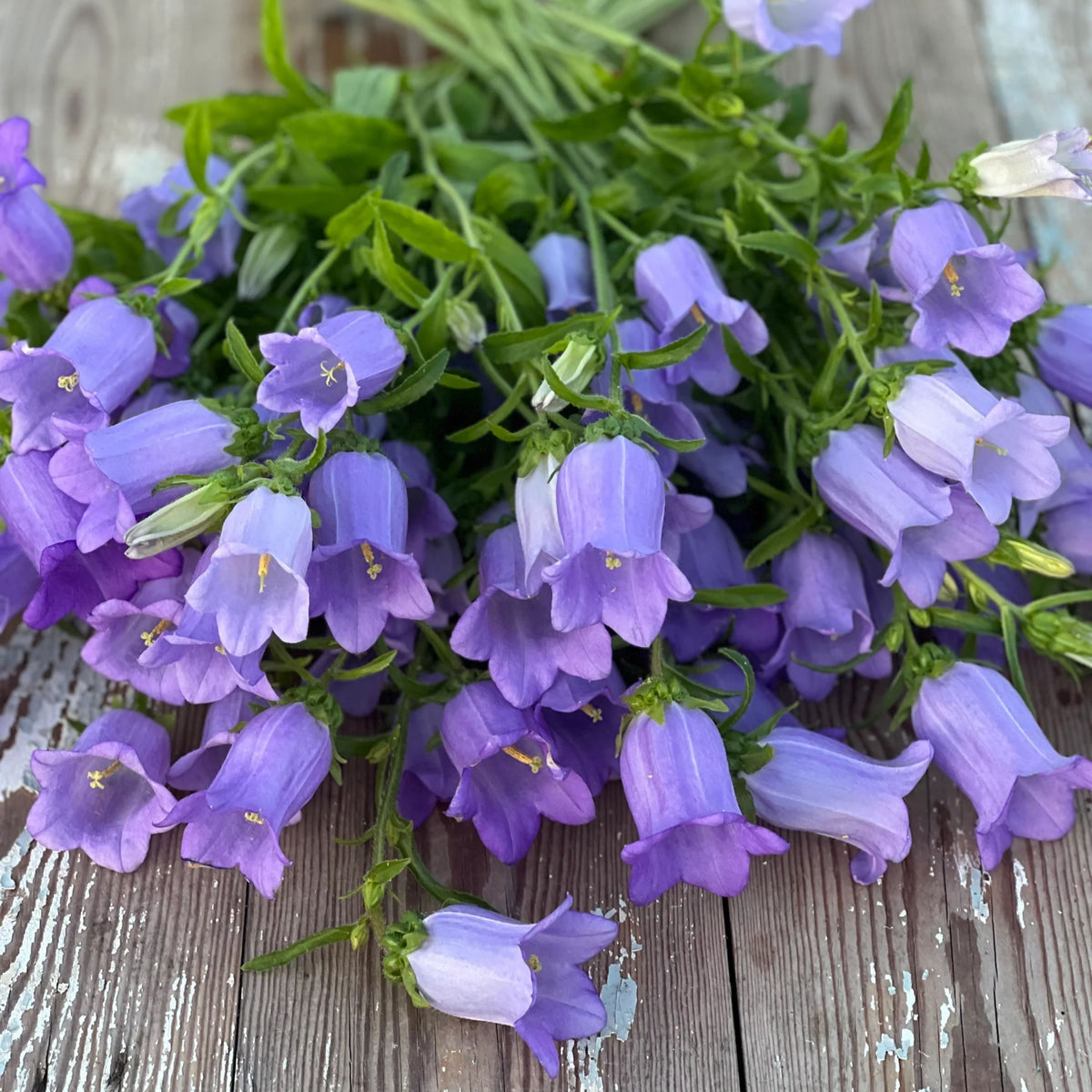 20s| Campanula Medium Champion Lavender Seeds – Heirloom, Non-GMO, Easy to Grow Perennial, Perfect for Borders, Rock Gardens, Cottage Gardens, and Pollinator-Friendly Landscapes#8060b