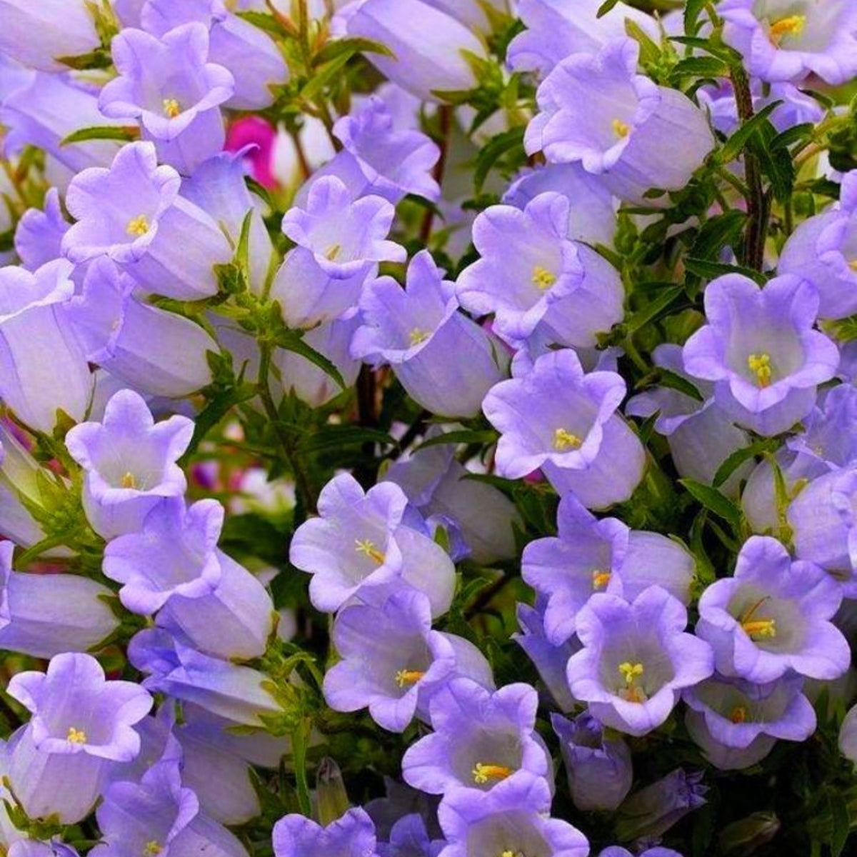 20s| Campanula Medium Champion Lavender Seeds – Heirloom, Non-GMO, Easy to Grow Perennial, Perfect for Borders, Rock Gardens, Cottage Gardens, and Pollinator-Friendly Landscapes#8060b