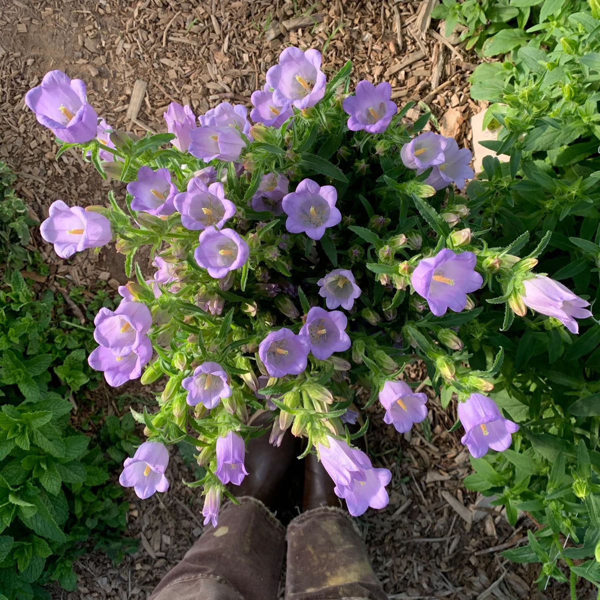 20s| Campanula Medium Champion Lavender Seeds – Heirloom, Non-GMO, Easy to Grow Perennial, Perfect for Borders, Rock Gardens, Cottage Gardens, and Pollinator-Friendly Landscapes#8060b