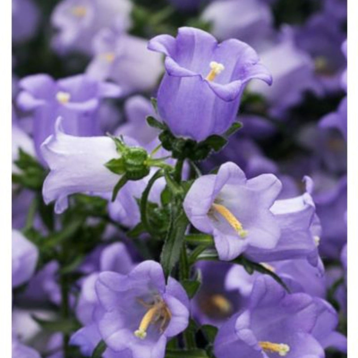 20s| Campanula Medium Champion Lavender Seeds – Heirloom, Non-GMO, Easy to Grow Perennial, Perfect for Borders, Rock Gardens, Cottage Gardens, and Pollinator-Friendly Landscapes#8060b