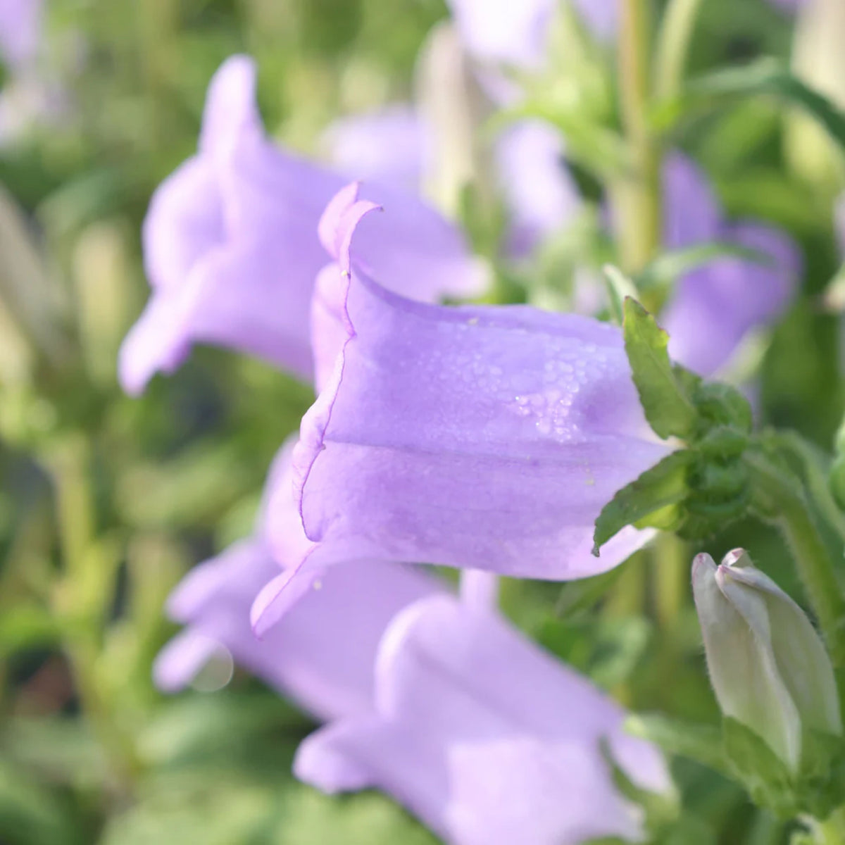 20s| Campanula Medium Champion Lavender Seeds – Heirloom, Non-GMO, Easy to Grow Perennial, Perfect for Borders, Rock Gardens, Cottage Gardens, and Pollinator-Friendly Landscapes#8060b
