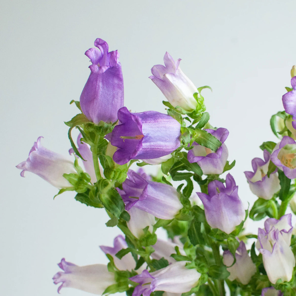 20s| Campanula Medium Champion Lavender Seeds – Heirloom, Non-GMO, Easy to Grow Perennial, Perfect for Borders, Rock Gardens, Cottage Gardens, and Pollinator-Friendly Landscapes#8060b