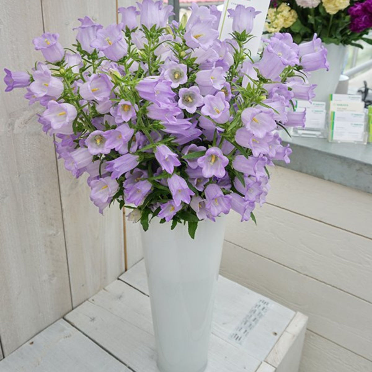 20s| Campanula Medium Champion Lavender Seeds – Heirloom, Non-GMO, Easy to Grow Perennial, Perfect for Borders, Rock Gardens, Cottage Gardens, and Pollinator-Friendly Landscapes#8060b