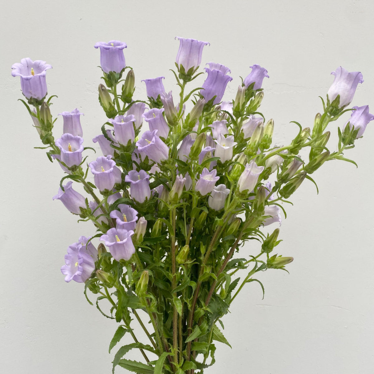 20s| Campanula Medium Champion Lavender Seeds – Heirloom, Non-GMO, Easy to Grow Perennial, Perfect for Borders, Rock Gardens, Cottage Gardens, and Pollinator-Friendly Landscapes#8060b
