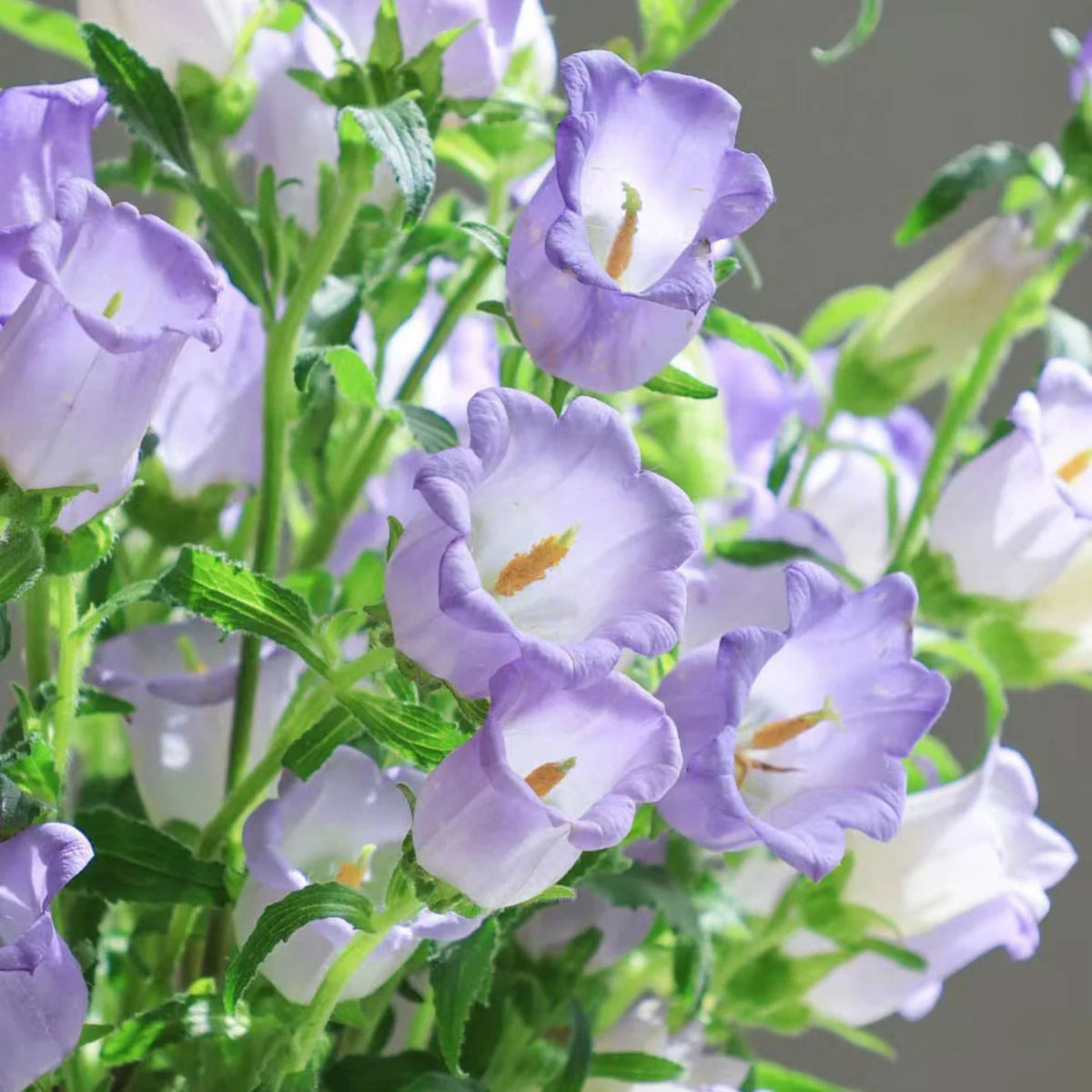 20s| Campanula Medium Champion Lavender Seeds – Heirloom, Non-GMO, Easy to Grow Perennial, Perfect for Borders, Rock Gardens, Cottage Gardens, and Pollinator-Friendly Landscapes#8060b