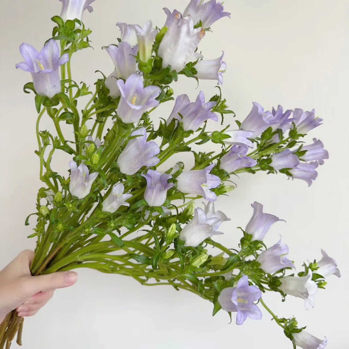 20s| Campanula Medium Champion Lavender Seeds – Heirloom, Non-GMO, Easy to Grow Perennial, Perfect for Borders, Rock Gardens, Cottage Gardens, and Pollinator-Friendly Landscapes#8060b