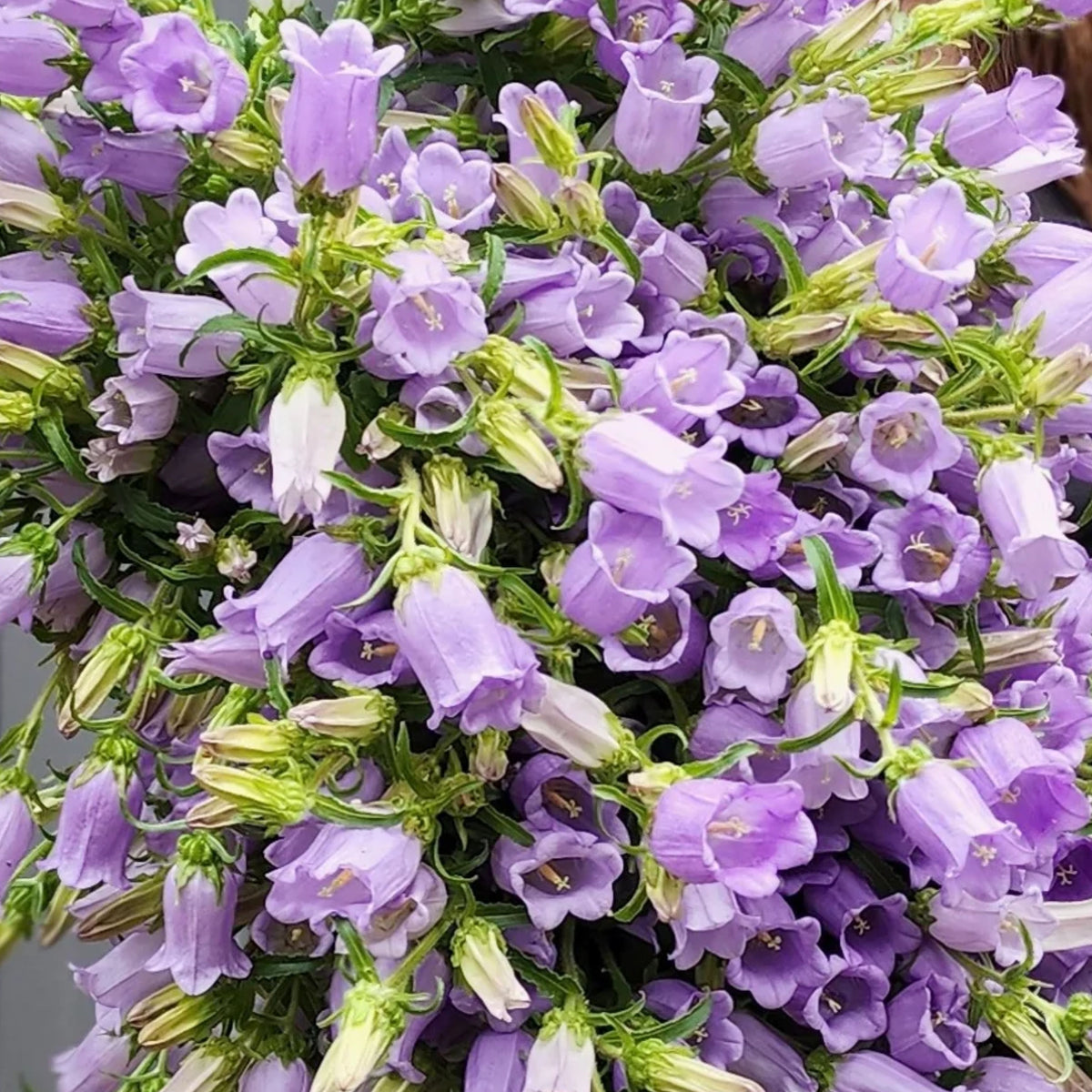 20s| Campanula Medium Champion Lavender Seeds – Heirloom, Non-GMO, Easy to Grow Perennial, Perfect for Borders, Rock Gardens, Cottage Gardens, and Pollinator-Friendly Landscapes#8060b