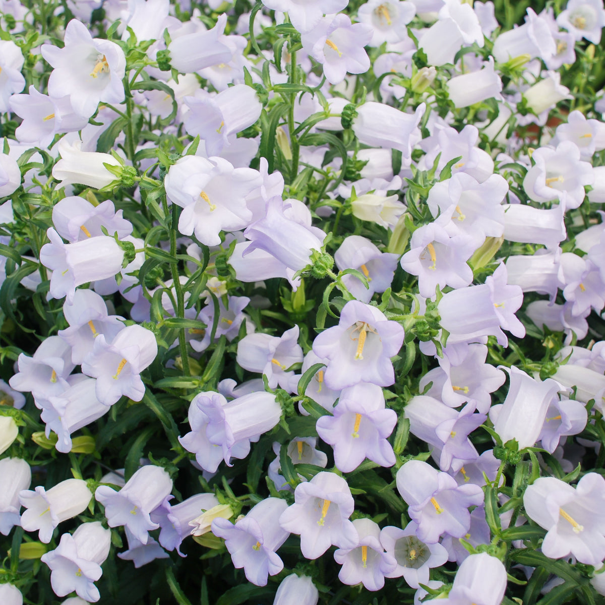 20s| Campanula Medium Champion Lavender Seeds – Heirloom, Non-GMO, Easy to Grow Perennial, Perfect for Borders, Rock Gardens, Cottage Gardens, and Pollinator-Friendly Landscapes#8060b