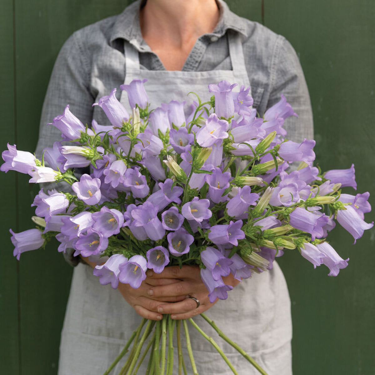 20s| Campanula Medium Champion Lavender Seeds – Heirloom, Non-GMO, Easy to Grow Perennial, Perfect for Borders, Rock Gardens, Cottage Gardens, and Pollinator-Friendly Landscapes#8060b