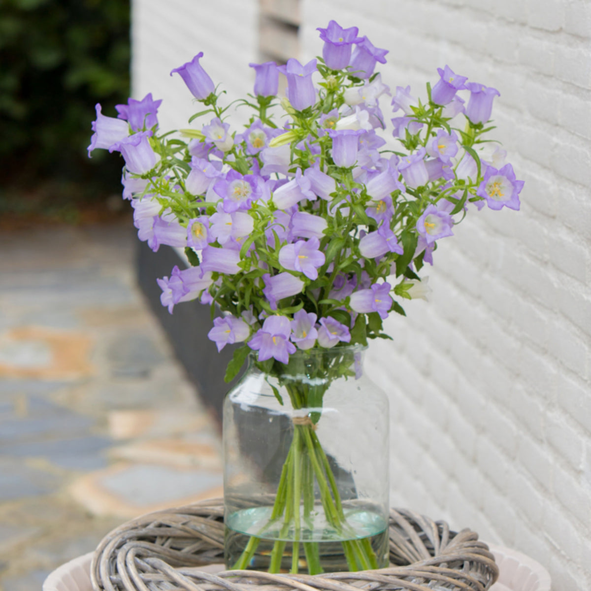 20s| Campanula Medium Champion Lavender Seeds – Heirloom, Non-GMO, Easy to Grow Perennial, Perfect for Borders, Rock Gardens, Cottage Gardens, and Pollinator-Friendly Landscapes#8060b