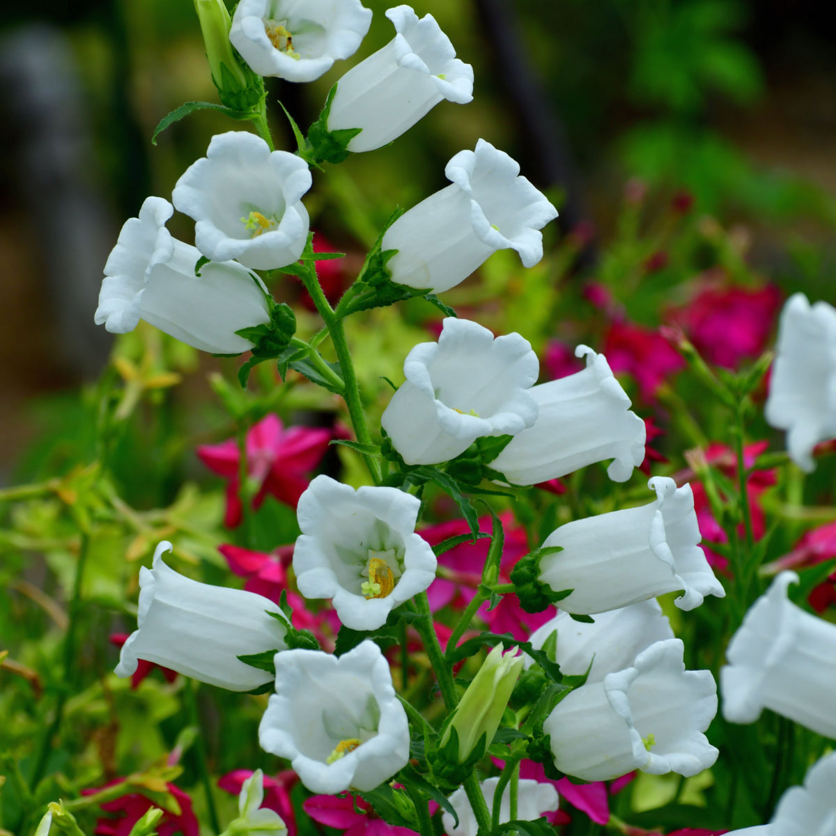 Campanula Medium Champion White Seeds - Canterbury Bells, 20 seeds