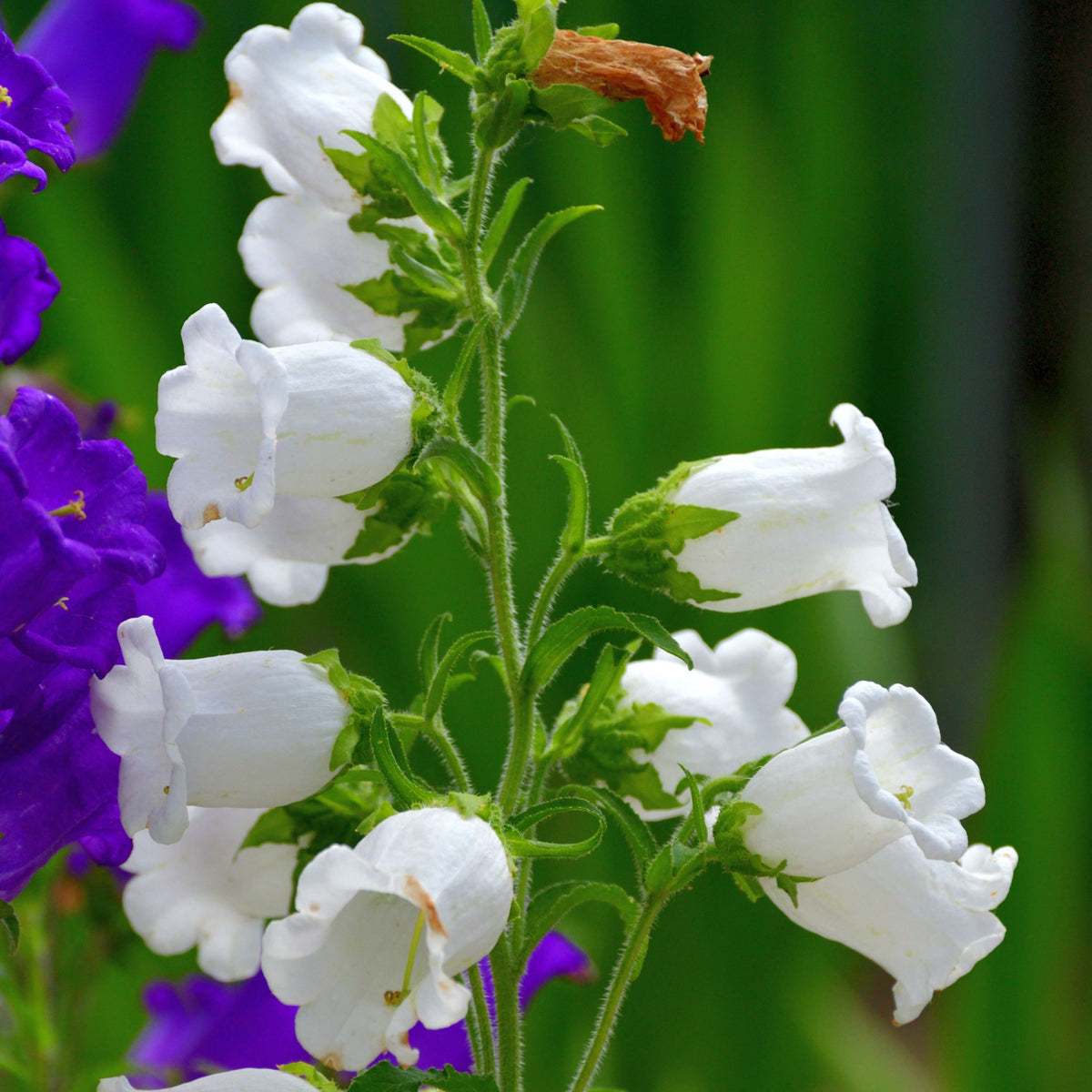 Campanula Medium Champion White Seeds - Canterbury Bells, 20 seeds