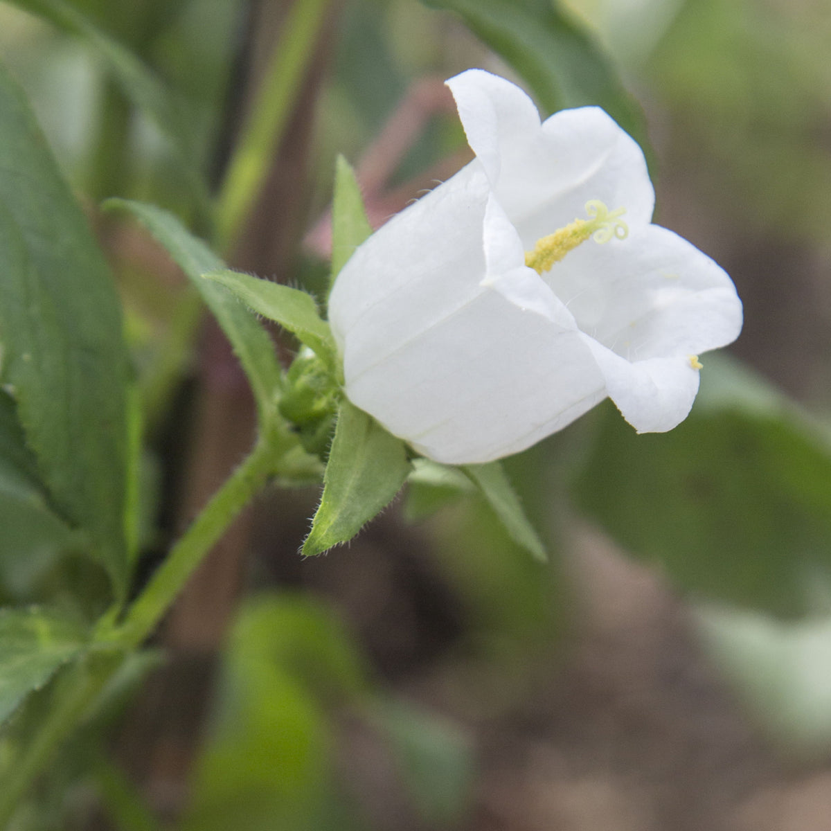 Campanula Medium Champion White Seeds - Canterbury Bells, 20 seeds
