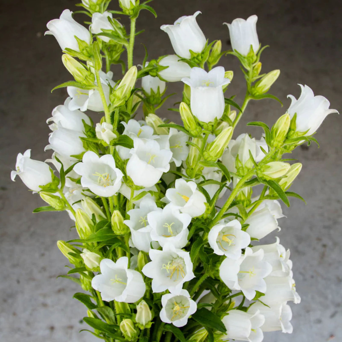 Campanula Medium Champion White Seeds - Canterbury Bells, 20 seeds