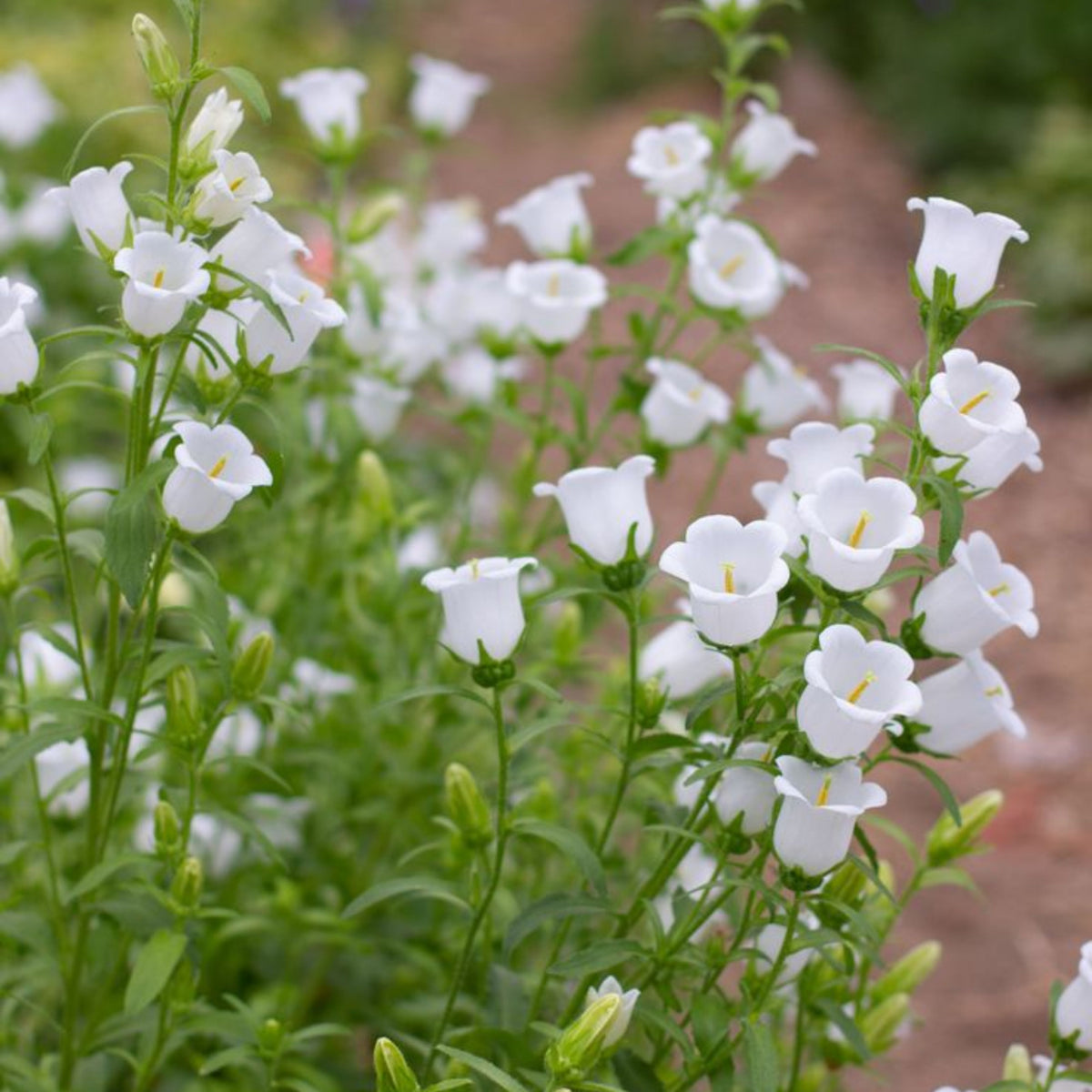 20s| Campanula Medium Champion White Seeds- Canterbury Bells – Heirloom, Non-GMO, Easy to Grow Perennial, Perfect for Borders, Rock Gardens, Cottage Gardens, and Pollinator-Friendly Landscapes