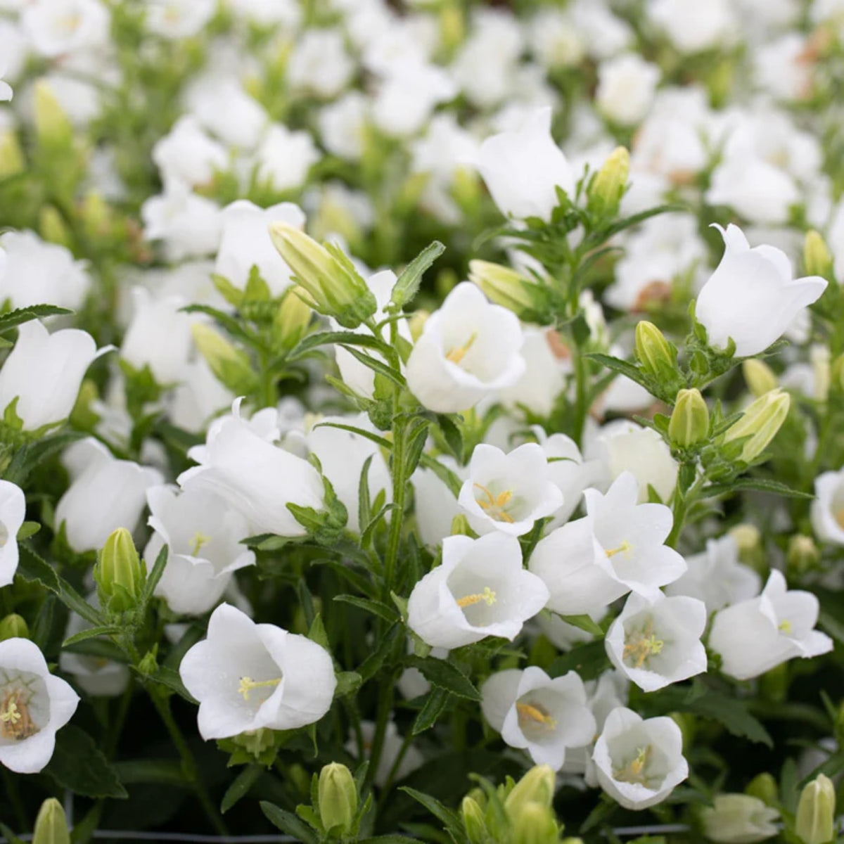 Campanula Medium Champion White Seeds - Canterbury Bells, 20 seeds