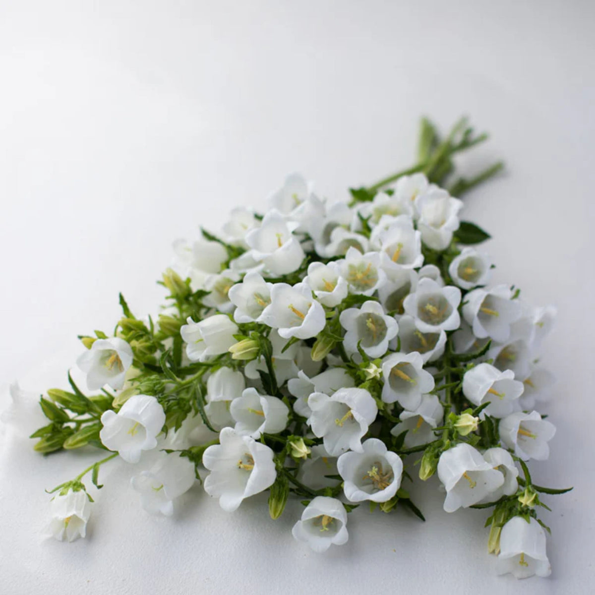 Campanula Medium Champion White Seeds - Canterbury Bells, 20 seeds