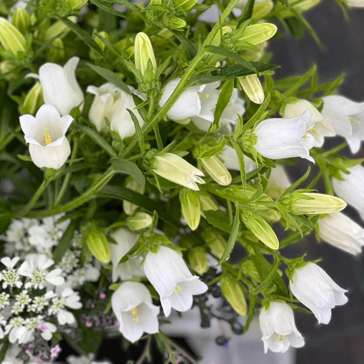 Campanula Medium Champion White Seeds - Canterbury Bells, 20 seeds