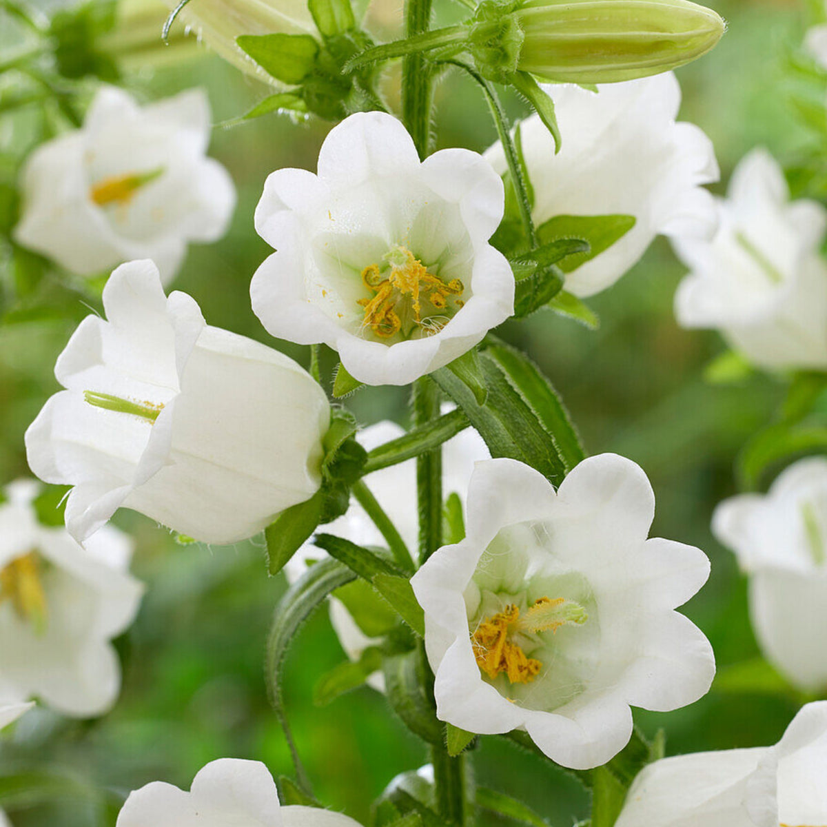 Campanula Medium Champion White Seeds - Canterbury Bells, 20 seeds