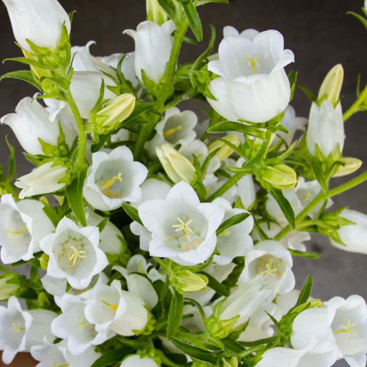 Campanula Medium Champion White Seeds - Canterbury Bells, 20 seeds