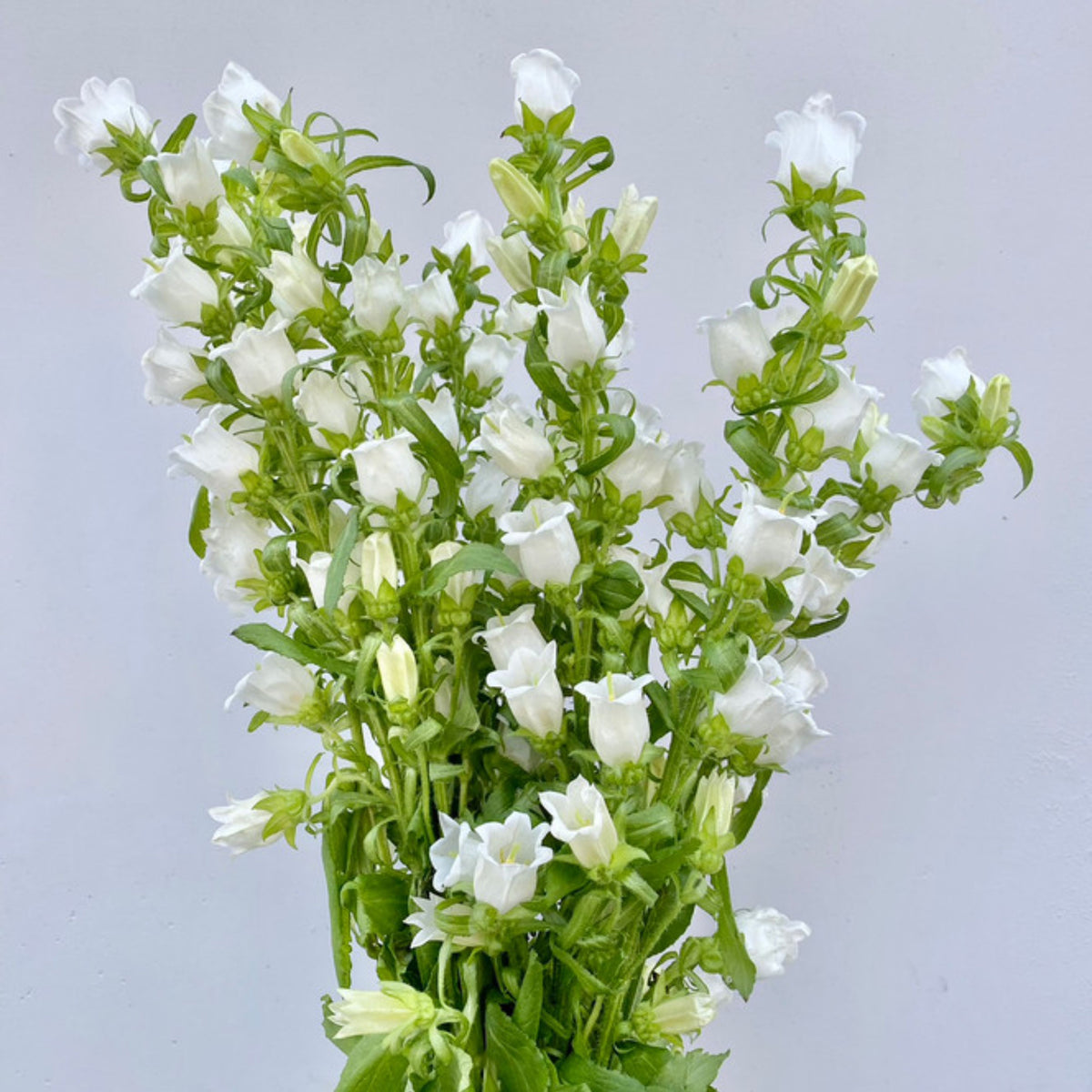 Campanula Medium Champion White Seeds - Canterbury Bells, 20 seeds