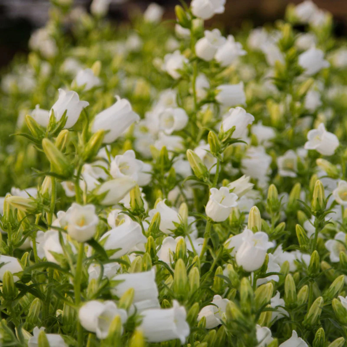 Campanula Medium Champion White Seeds - Canterbury Bells, 20 seeds