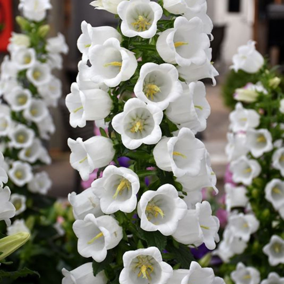 Campanula Medium Champion White Seeds - Canterbury Bells, 20 seeds