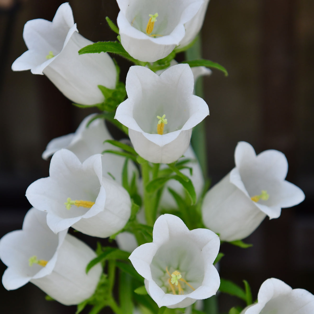 Campanula Medium Champion White Seeds - Canterbury Bells, 20 seeds