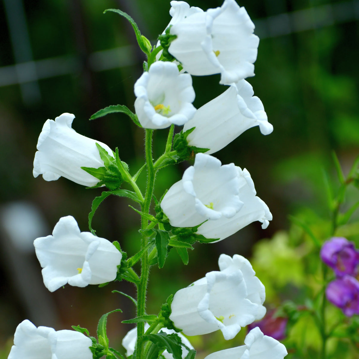 Campanula Medium Champion White Seeds - Canterbury Bells, 20 seeds