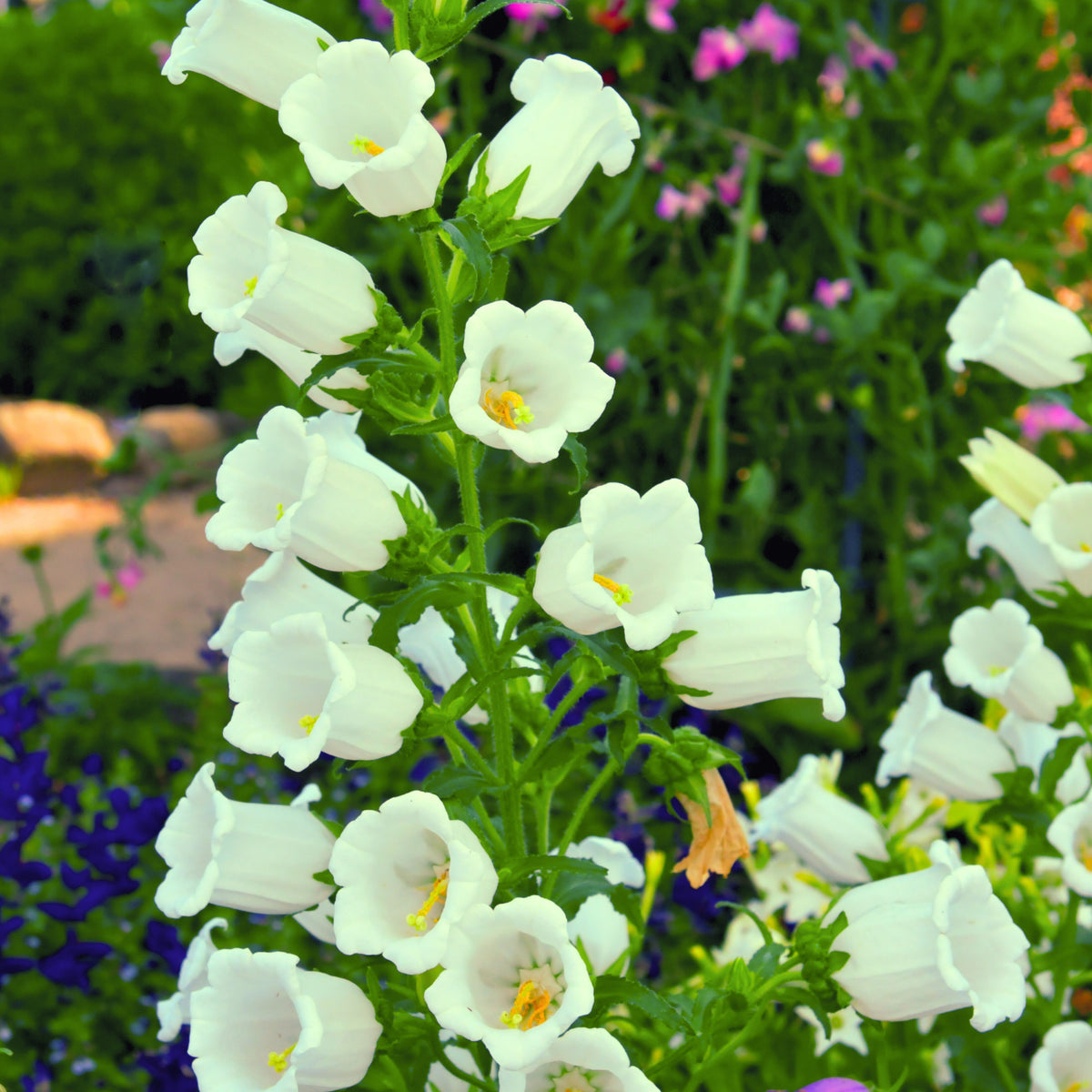 20s| Campanula Medium Champion White Seeds- Canterbury Bells – Heirloom, Non-GMO, Easy to Grow Perennial, Perfect for Borders, Rock Gardens, Cottage Gardens, and Pollinator-Friendly Landscapes