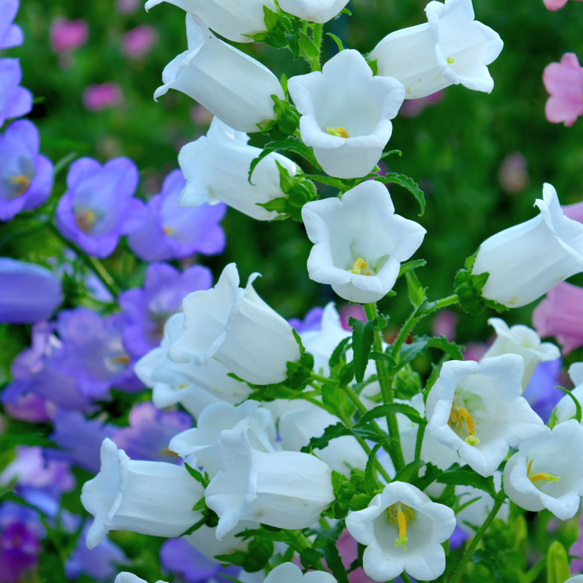 20s| Campanula Medium Champion White Seeds- Canterbury Bells – Heirloom, Non-GMO, Easy to Grow Perennial, Perfect for Borders, Rock Gardens, Cottage Gardens, and Pollinator-Friendly Landscapes