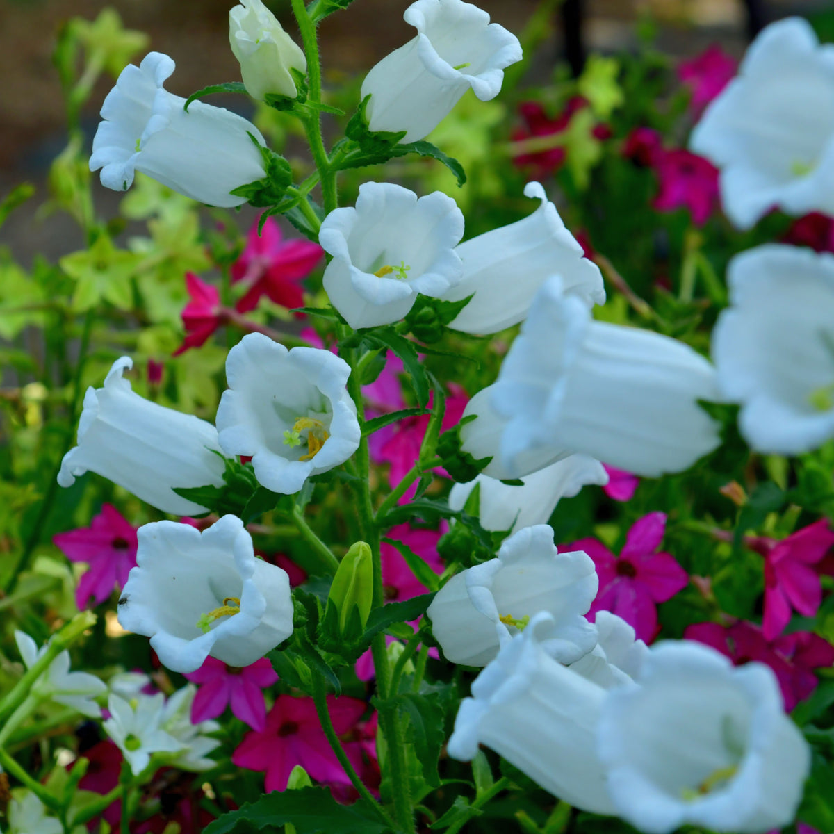 Campanula Medium Champion White Seeds - Canterbury Bells, 20 seeds