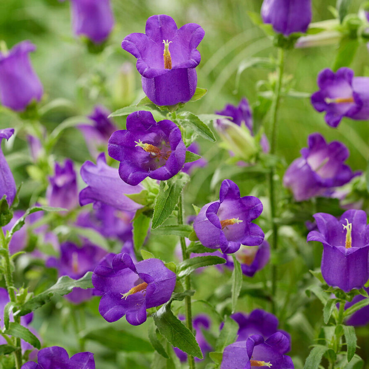 20s| Campanula Medium Champion Blue Seeds- Canterbury Bells – Heirloom, Non-GMO, Easy to Grow Perennial, Perfect for Borders, Rock Gardens, Cottage Gardens, and Pollinator-Friendly Landscapes#8060d