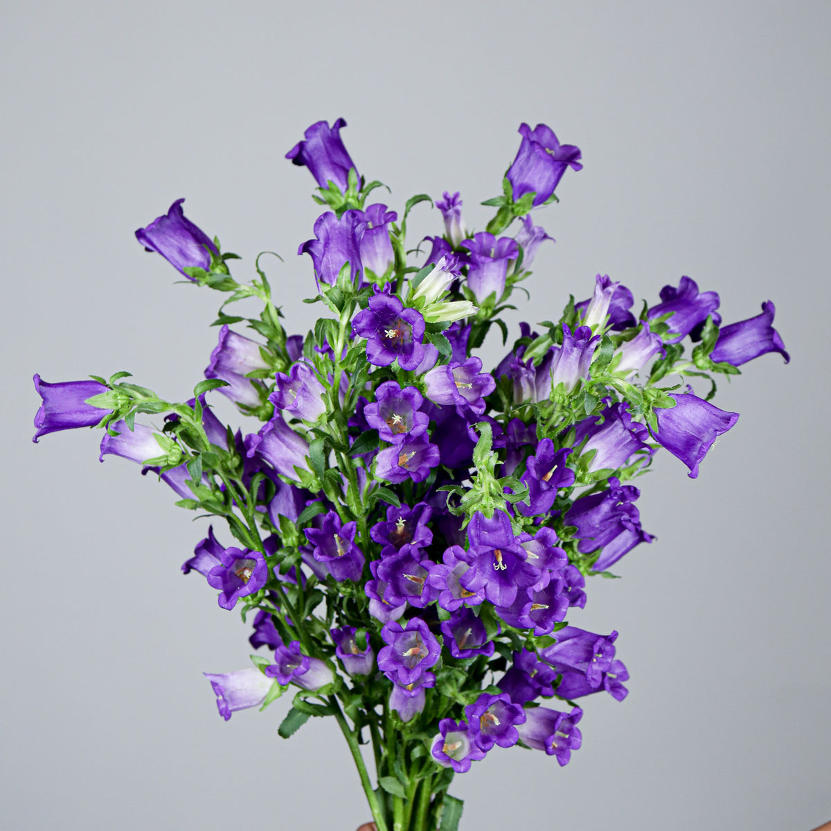 20s| Campanula Medium Champion Blue Seeds- Canterbury Bells – Heirloom, Non-GMO, Easy to Grow Perennial, Perfect for Borders, Rock Gardens, Cottage Gardens, and Pollinator-Friendly Landscapes#8060d