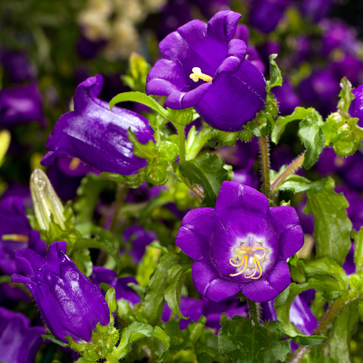 20s| Campanula Medium Champion Blue Seeds- Canterbury Bells – Heirloom, Non-GMO, Easy to Grow Perennial, Perfect for Borders, Rock Gardens, Cottage Gardens, and Pollinator-Friendly Landscapes#8060d
