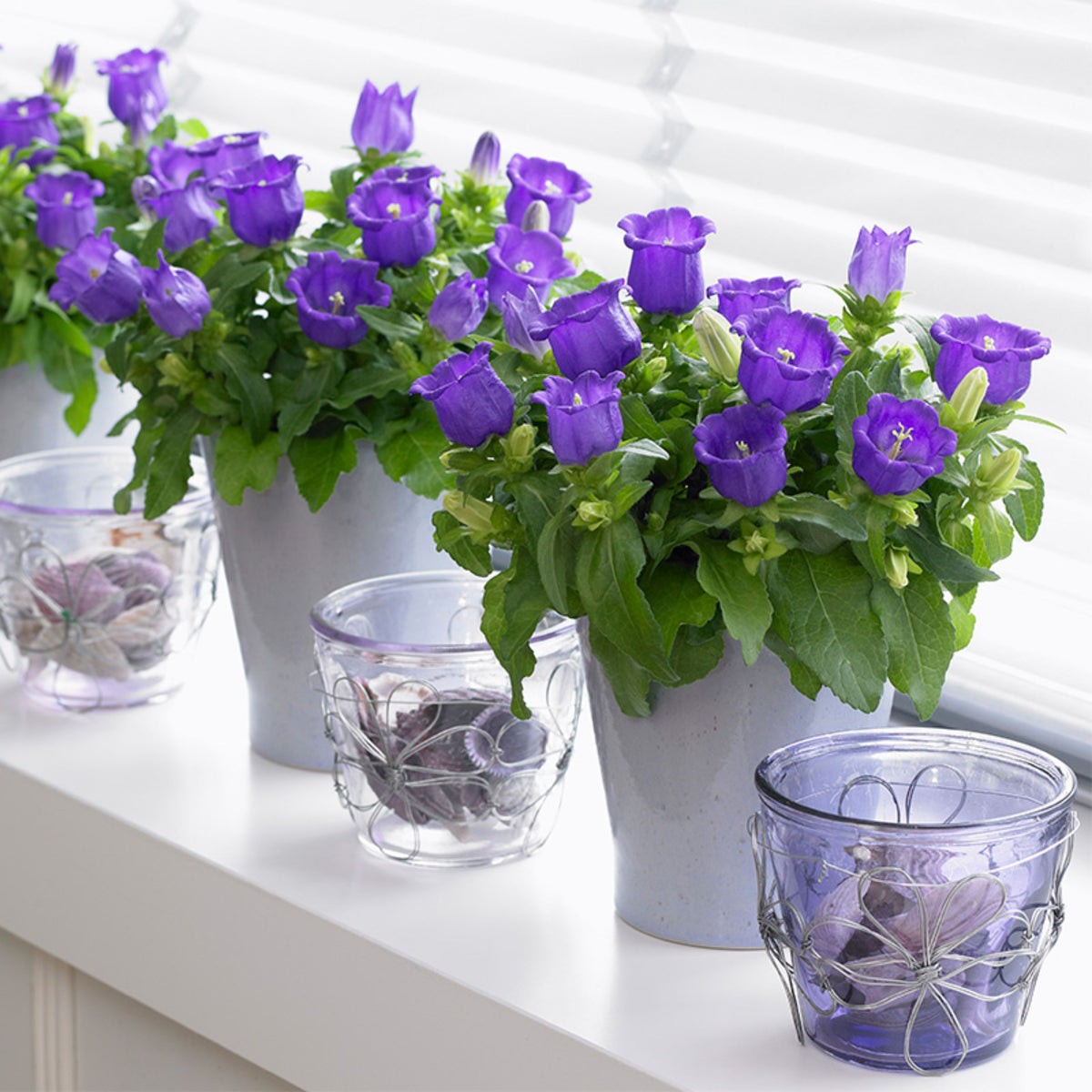 20s| Campanula Medium Champion Blue Seeds- Canterbury Bells – Heirloom, Non-GMO, Easy to Grow Perennial, Perfect for Borders, Rock Gardens, Cottage Gardens, and Pollinator-Friendly Landscapes#8060d