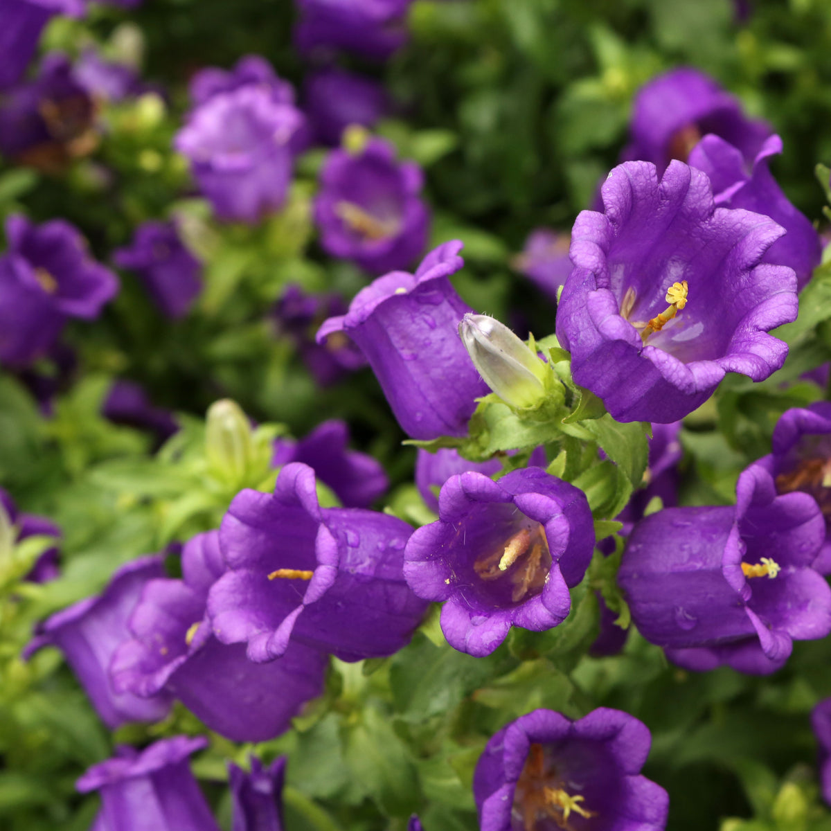 20s| Campanula Medium Champion Blue Seeds- Canterbury Bells – Heirloom, Non-GMO, Easy to Grow Perennial, Perfect for Borders, Rock Gardens, Cottage Gardens, and Pollinator-Friendly Landscapes#8060d